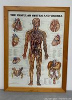Front view of the framed anatomical chart showing detailed vascular system and viscera illustrations with text labels.