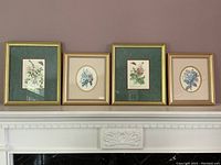Four framed botanical prints displayed against a wall, including two with green matting and gold frames, two with beige matting and lighter wood frames.