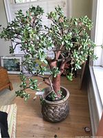 Full view of jade plant and ceramic pot against interior backdrop