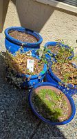 Five blue ceramic garden pots of varying sizes, with soil and remnants of plants inside, placed on stone tile floor against a beige wall.