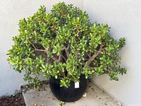 Front view of the large jade plant showing dense green foliage and thick branches in a black pot.