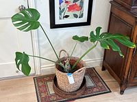 Live Monstera plant in woven basket on decorative rug near door and framed art