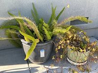 Photo of two potted plants including a large asparagus fern in a gray plastic pot and a smaller trailing plant in a light green ceramic pot
