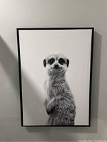Black framed picture with a black and white photo of a meerkat in the center, hanging on a white wall.
