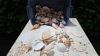 Full lot of assorted seashells spread on a weathered wooden surface with some in a blue plastic container behind.