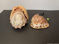 Two seashells on black surface: one carved with woman's profile and flowers, other with electrical lamp fitting