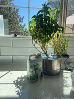 Photo showing AeroGarden hydroponic garden with basil plant growing indoors near a window. Stainless steel base and various plant care supplies in front.