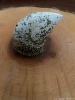 Close-up photo showing a single carved stone resembling a wolf tooth with speckled black and white coloration, resting on a wooden surface.