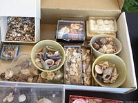 Box and bowls with assorted sea shells of various sizes and types, mainly small to medium-sized natural shells.