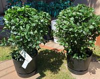 Two plastic bay leaf ball plants in black pots shown outdoors on grass and pavement with surrounding garden elements.
