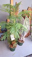 Photo of one artificial palm plant assembled with green foliage, 5 stems, and natural fiber wrapped base in green pot.