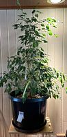 Full view of the live Ficus tree showing the pot and saucer on a stand against a wall.
