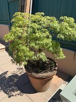 Maple tree with finely divided green leaves in a large terracotta clay pot showing visible crack and damage on rim. Outdoor setting with concrete ground and fence background.