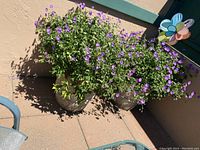 Two lush green plants with small purple flowers in weathered resin planters outdoors on a tiled patio floor shown from a distance.