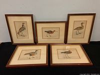 Five framed antique bird etchings shown together, vintage wooden brown frames, cream matting, each approx 9x12 inches.