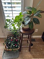 Assorted indoor plants grouped on and near a wooden stool by window blinds, with croton and pilea peperomioides plants visible, alongside a decorative basket with artificial flowers.