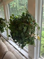 Four dense green pothos plants positioned on a window sill, showing trailing leaves and vines in plastic pots.