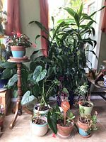 Overall view of wooden plant stand with flowering begonia on top, two large floor houseplants and front row of small pots