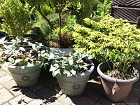 Front view showing two green decorative plastic planters with peony growth and brown plastic planter