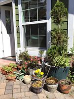 Photo showing large dark green ceramic pot with tall shrub and surrounding smaller pots and plants.