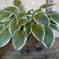 Large variegated hosta plant in planter, showing foliage details
