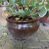 Side view of brown ceramic outdoor planter with green leafy plant inside, displaying its size, shape and condition.