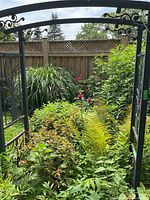 Full view of black metal garden arbor surrounded by garden plants with wooden fence in the background.