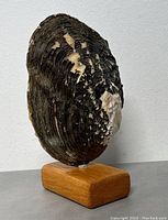 Side view of oyster shell showing textured surface and wooden base