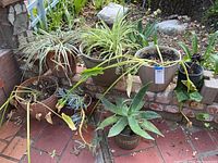 Overview of seven assorted potted plants showing spider plants, aloe, and others in various ceramic and plastic pots.