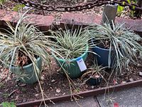 Four potted spider plants arranged outdoors. Three large in ceramic pots varying in blue and green tones, and one smaller plant in a small dark pot. Plants show some browning on leaves.