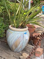 Glazed ceramic pot with leafy green plant outdoors, showing overall pot shape and plant height.
