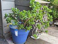 Full view of large jade plant in a ribbed blue ceramic pot.