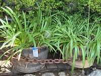 Two composite foam pots designed as faux barrels, each filled with healthy lily plants with slender green leaves, situated outdoors with a rusty chain in front.