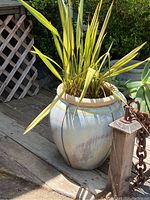 Full view of the plant in ceramic glazed pot on wooden deck with lattice background