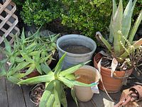 Overall view of three potted plants and two empty pots on deck with greenery background