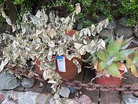 Overview of two potted plants, large dry one in terra cotta pot and smaller succulent in plastic pot on rock and wood background
