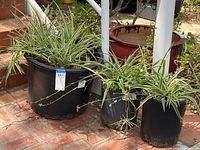 Three spider plants in black plastic pots sitting on a tiled outdoor surface, largest pot on left side approximately 19 inches diameter.
