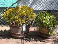 Two potted jade plants placed outside on the ground by a metal fence. The left plant is taller and more yellowish-green, the right plant is shorter and vibrant green. Both are in composite foam pots resembling wooden barrels.