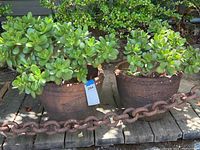 Two healthy jade plants side by side in terra cotta pots on wooden surface with rusted chain in foreground.