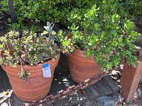 Two jade plants in large terra cotta pots outdoors, showing size and condition