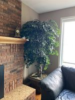 Full view of the large faux ficus tree situated next to a fireplace and near a window, showing its size and dense foliage.