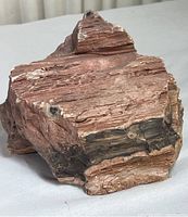Front view of a rough, reddish-brown petrified wood specimen showing wood grain textures and some mineral inclusions.
