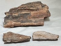 Three pieces of petrified wood arranged on a surface, showing the texture and coloration of the large and smaller pieces