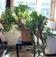 A large jade plant with thick woody stems and healthy green leaves in a terracotta-colored plastic pot on a small black table near a window.