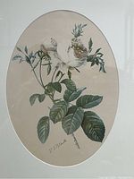 Close-up of the botanical print showing white rose flower, buds, green leaves, and artist signature D. Walker.