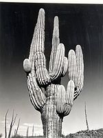 Closeup of the black and white photograph showing detailed Saguaro cactus