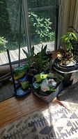 Live plants and gardening supplies arranged near a sliding glass door with sunlight.