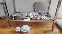 Wide view of lower glass shelf holding a collection of stones and shells; two garden turtle figurines placed on wooden floor in front of shelf.