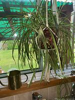 Entire lot showing a live hanging spider plant in brown ceramic pot with white rope hanger and a small tin watering can placed beside on windowsill.