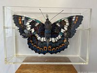 Front view of the giant moth sculpture inside the clear Lucite display case showing wing patterns and body details.